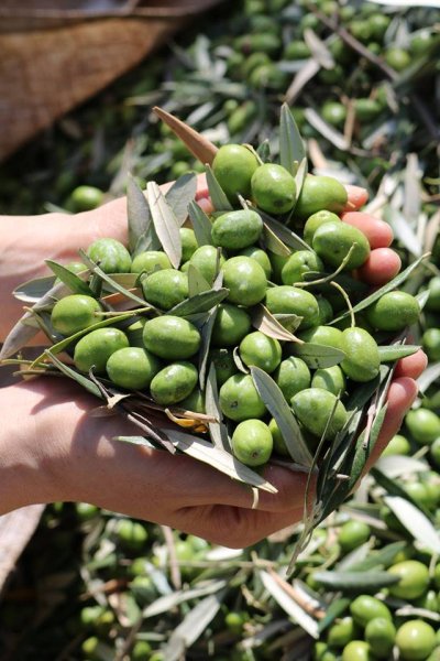 画像2: 予約受付中　2025オリーブオイルヌーボー（ノンフィルター）Melgarejoメルガレホ　ピクアル　250ｍｌ　11月下旬〜12月上旬予定 (2)